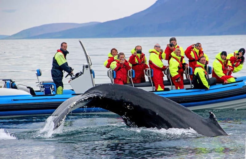 Húsavík: Original Big Whale Safari & Puffins by Speedboat - Searching Skjálfandi Bay for whales
