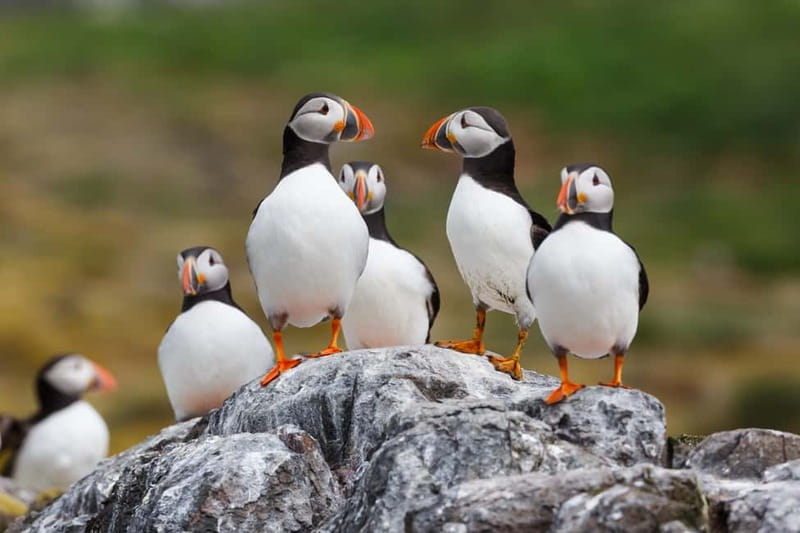 Húsavík: Original Big Whale Safari & Puffins by Speedboat - A small group with a personal feel