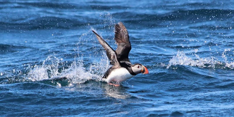 Húsavík: Original Big Whale Safari & Puffins by Speedboat - How to prepare for a better ride