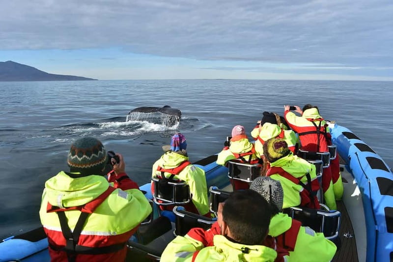 Húsavík: Original Big Whale Safari & Puffins by Speedboat - Who will enjoy this most
