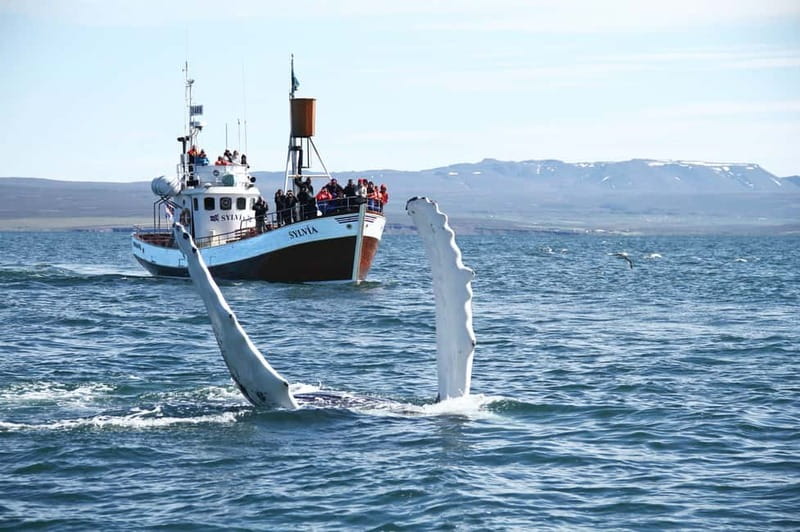 Húsavík: Traditional Whale Watching by Local Family Company - Key points before you book