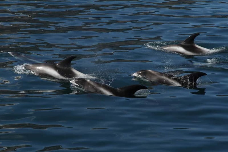 Húsavík: Traditional Whale Watching by Local Family Company - Practical details that affect your decision