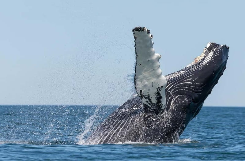 Húsavík: Traditional Whale Watching by Local Family Company - Three hours in Skjálfandi Bay