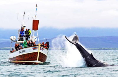 Traditional Whale Watching by Local Family Company
