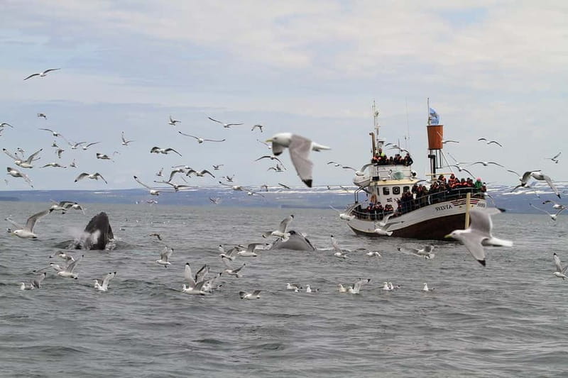 Húsavík: Traditional Whale Watching by Local Family Company - The whales and other wildlife you might see