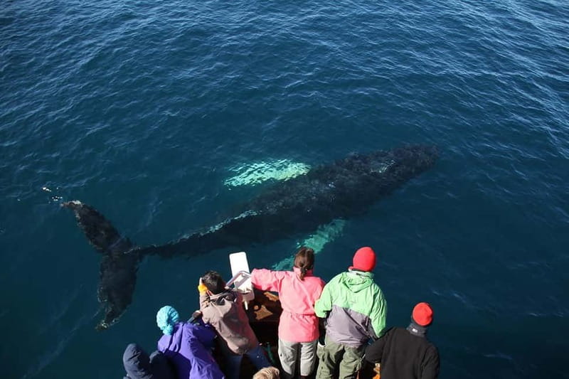 Húsavík: Traditional Whale Watching by Local Family Company - Guides who make the waiting worthwhile