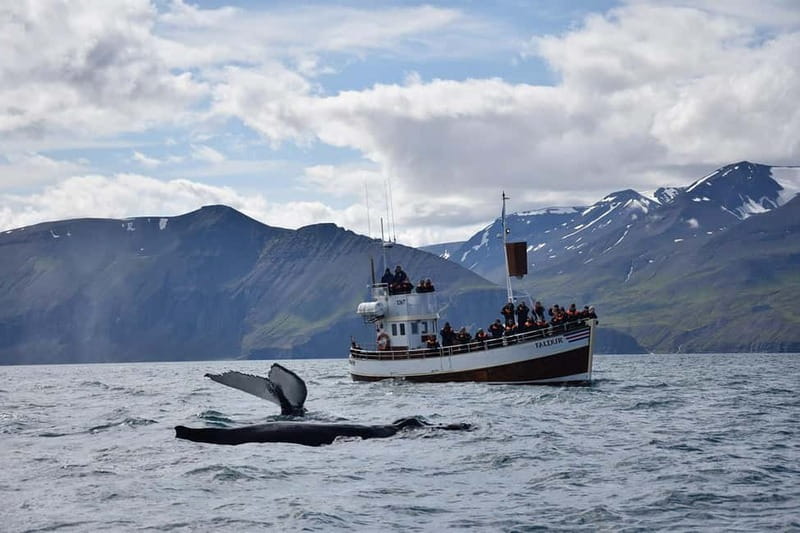 Húsavík: Traditional Whale Watching by Local Family Company - Staying warm on an exposed bay
