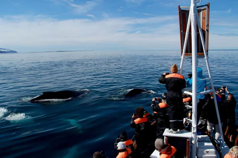 Húsavík: Traditional Whale Watching by Local Family Company - What the $91 price buys you
