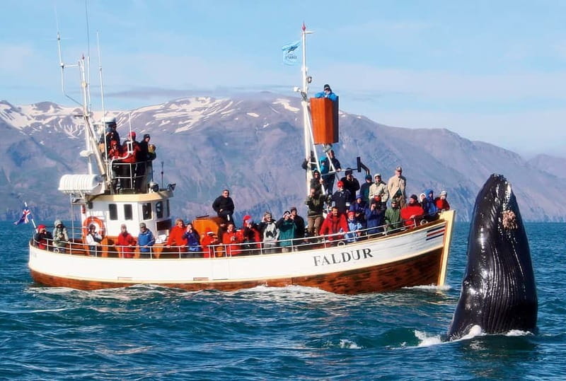 Húsavík: Traditional Whale Watching by Local Family Company - Who will enjoy this tour most