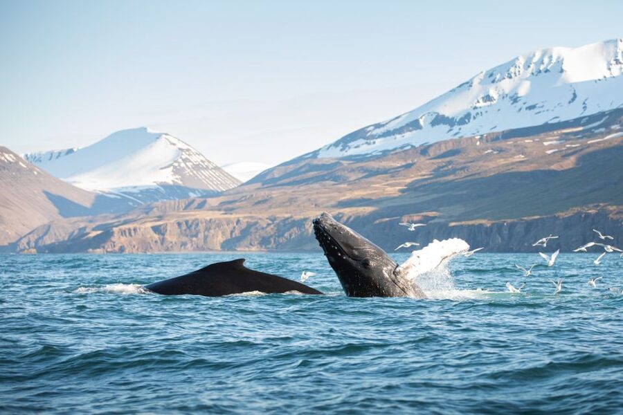 Húsavík: Whale-Watching Cruise and Puffins Guided Tour - Key points to know before you book