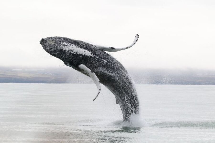 Húsavík: Whale-Watching Cruise and Puffins Guided Tour - Who will enjoy this cruise most