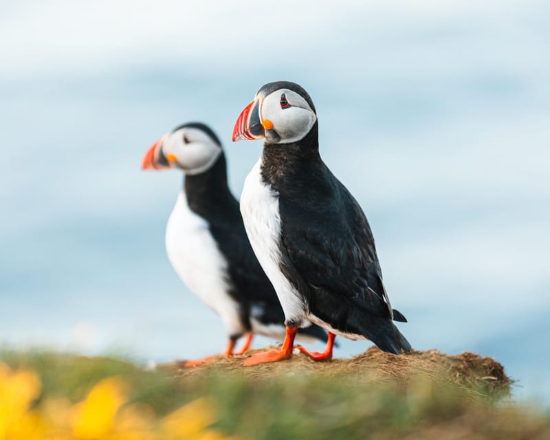 Húsavík: Whale-Watching Cruise and Puffins Guided Tour - Why Húsavík is a strong place for whale watching