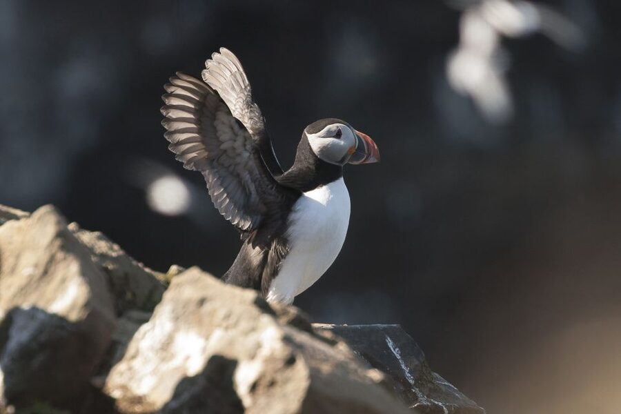Húsavík: Whale-Watching Cruise and Puffins Guided Tour - Setting out on the traditional oak boat