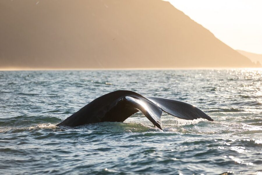 Húsavík: Whale-Watching Cruise and Puffins Guided Tour - Searching Skjálfandi Bay for whales