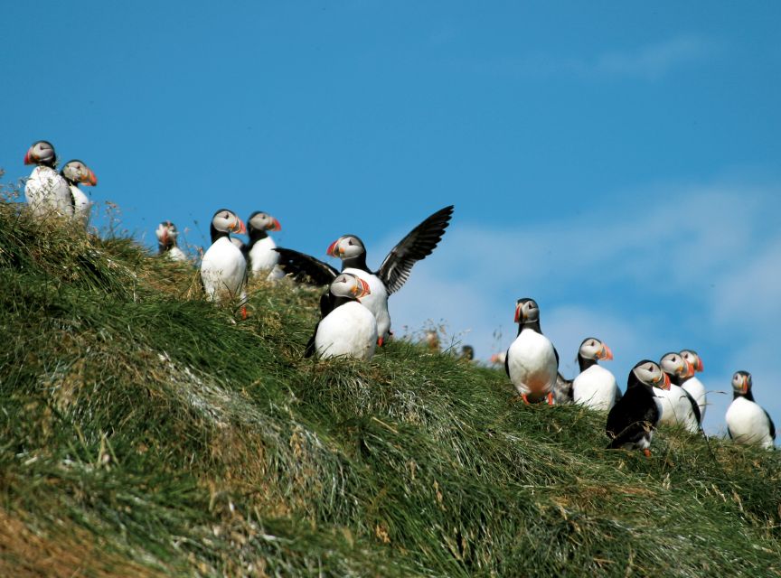Húsavík: Whale-Watching Cruise and Puffins Guided Tour - Puffin Island and the limits of the bird viewing