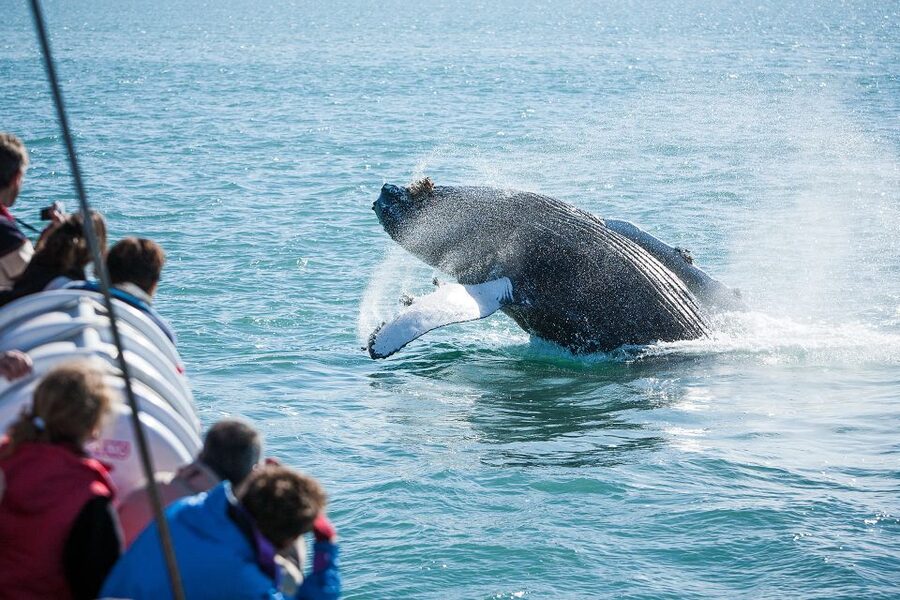 Húsavík: Whale-Watching Cruise and Puffins Guided Tour - The hot chocolate and cinnamon bun finish