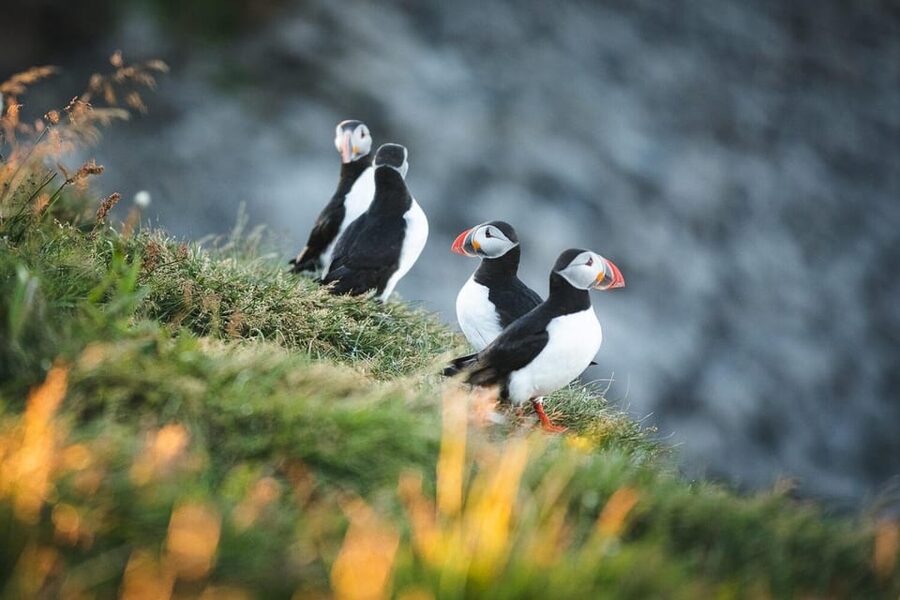 Húsavík: Whale-Watching Cruise and Puffins Guided Tour - How the weather changes the experience
