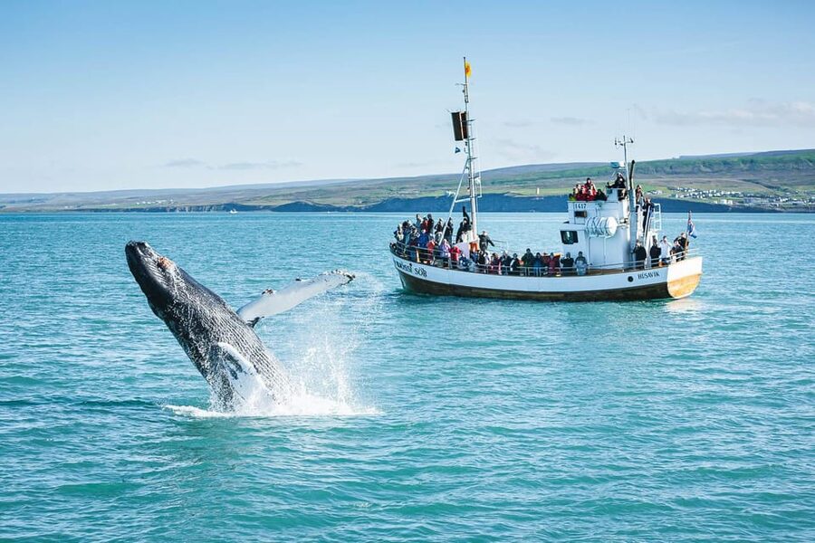 Húsavík: Whale-Watching Cruise and Puffins Guided Tour - Is the $135 price fair?