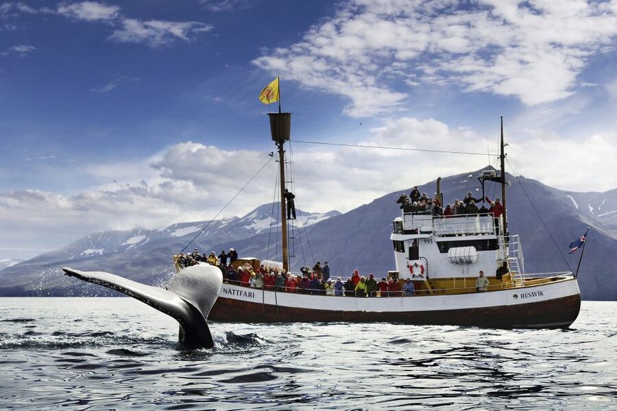 Húsavík: Whale-Watching Cruise and Puffins Guided Tour - Getting ready at the North Sailing office