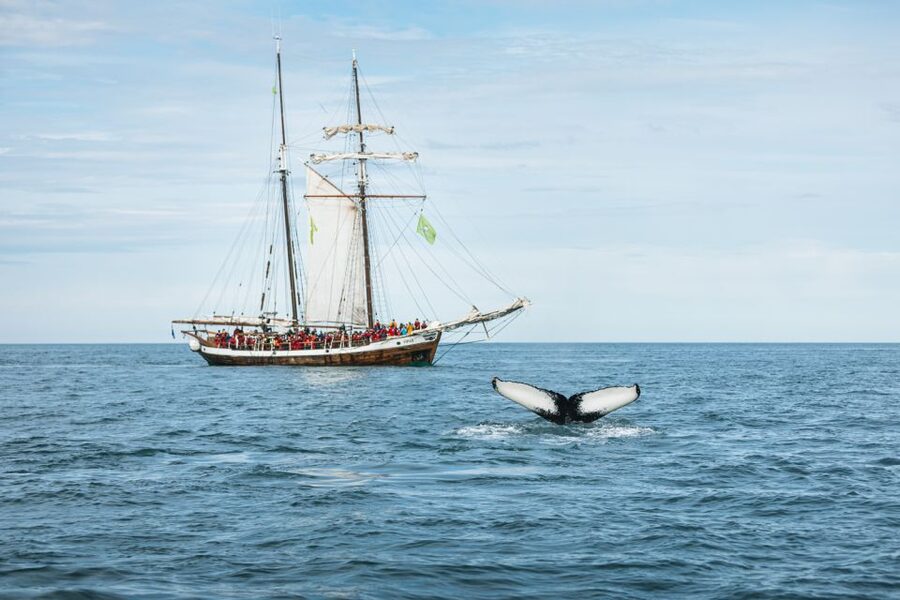 Husavik: Whale Watching on a Carbon Neutral Oak Boat - Booking details worth keeping in mind