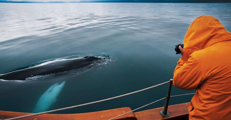 Husavik: Whale Watching on a Carbon Neutral Oak Boat - The three-hour search across Skjálfandi Bay