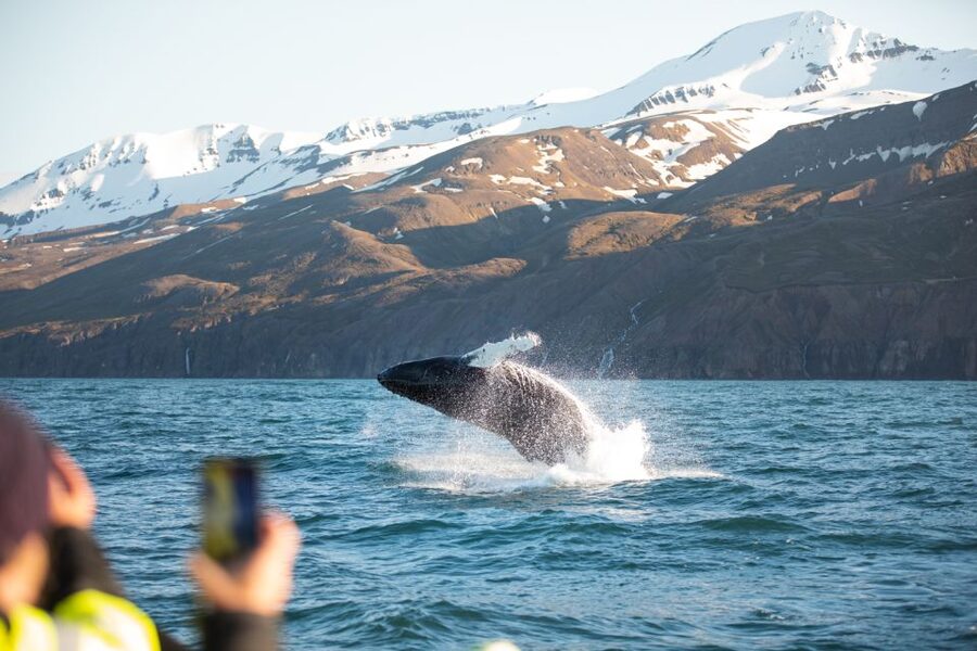 Husavik: Whale Watching on a Carbon Neutral Oak Boat - How much value you get for $132