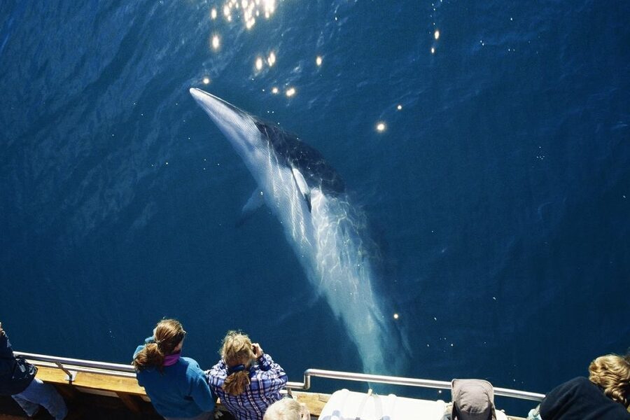 Husavik: Whale Watching on a Carbon Neutral Oak Boat - Who will enjoy this cruise most