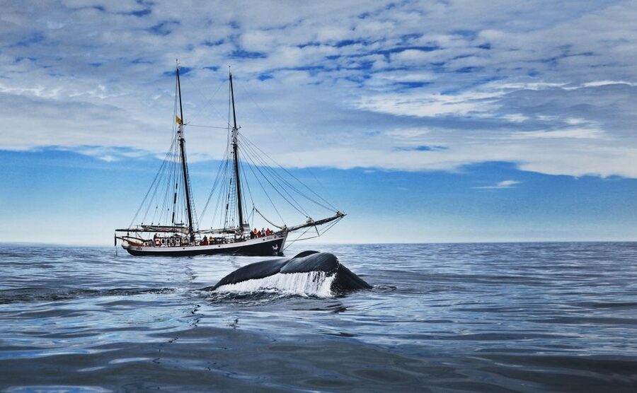 Husavik: Whale Watching on a Carbon Neutral Oak Boat - Boarding the traditional oak boat in Húsavík