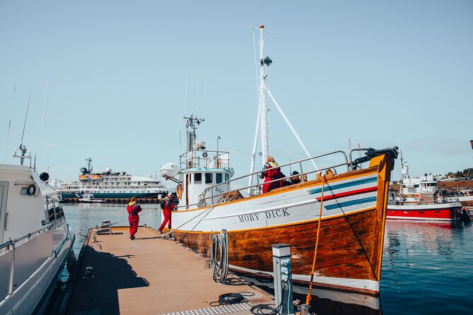 Húsavík Whale Watching Tour, family owned and operated - What a whale encounter really looks like