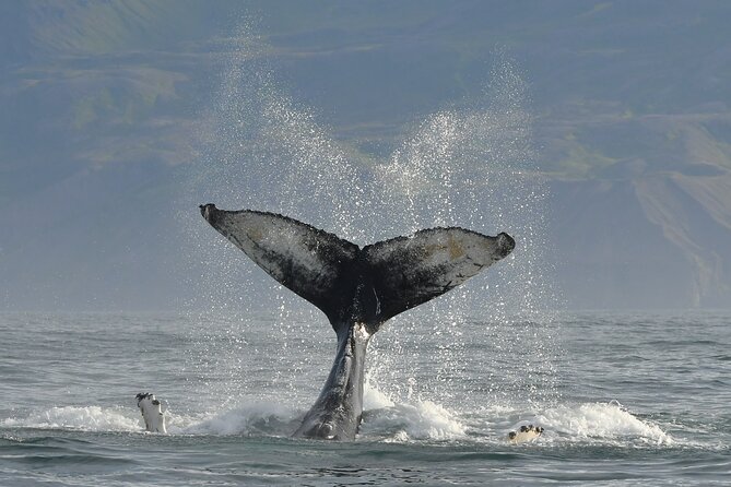 Húsavík Whale Watching Tour, family owned and operated - The value of about $102.84