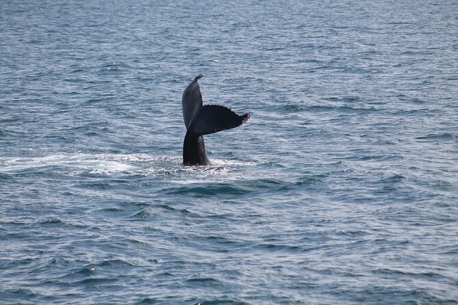 Húsavík Whale Watching Tour, family owned and operated - Responsible viewing is part of the experience