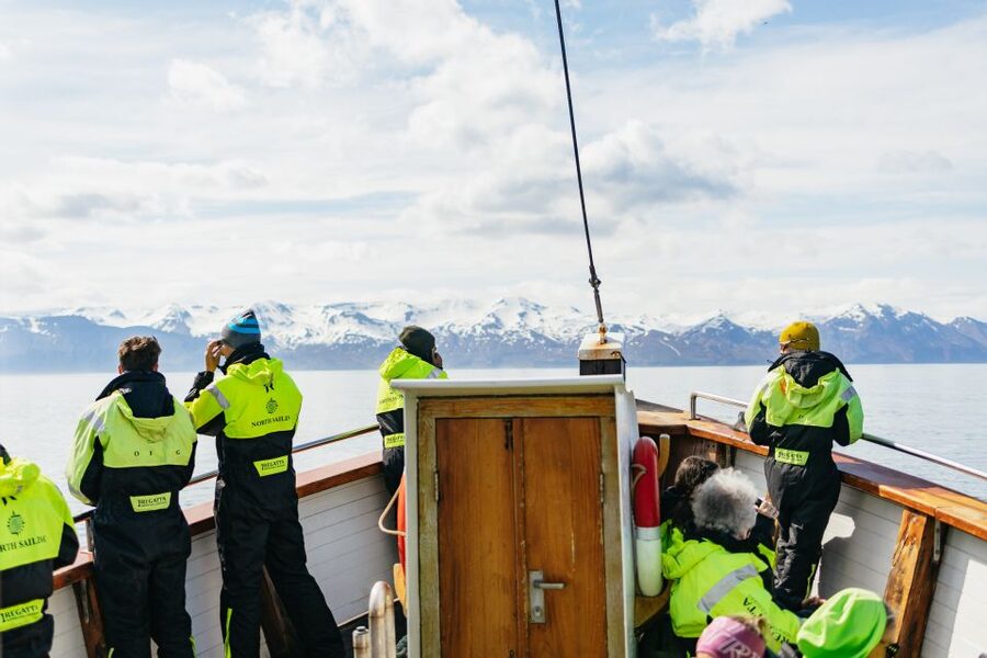 Húsavík: Whale Watching Tour with Guide - What a typical three-hour itinerary feels like