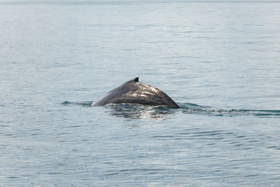 Húsavík: Whale Watching Tour with Guide - Is $115 a fair price?