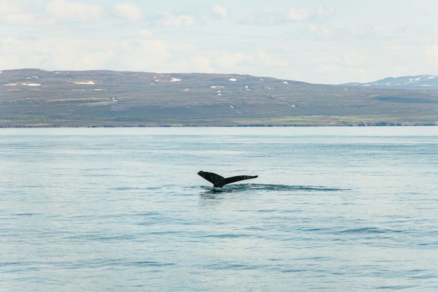 Húsavík: Whale Watching Tour with Guide - From the Húsavík harbor to open water