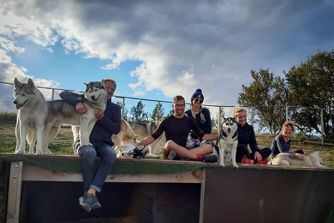 Husky Petting in Akureyri (private) - Photos, videos, coffee, and tea