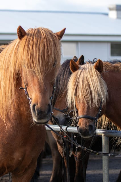 Hveragerdi: Countryside Charm Horse Riding Tour - Your first few minutes in the saddle