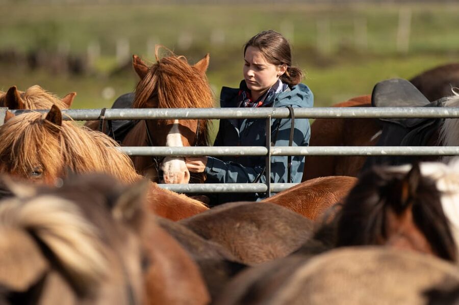 Hveragerdi: Countryside Charm Horse Riding Tour - Riding the meadows around Ölfus