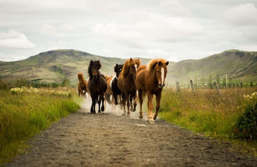 Hveragerði: Horseback Riding Tour for Beginners and … - Key points to know before booking