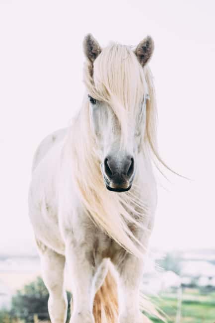 Hveragerði: Horseback Riding Tour for Beginners and … - One hour through the Reykjadalur area