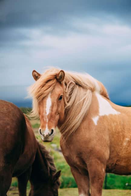 Hveragerði: Horseback Riding Tour for Beginners and … - Is $101 a fair price?