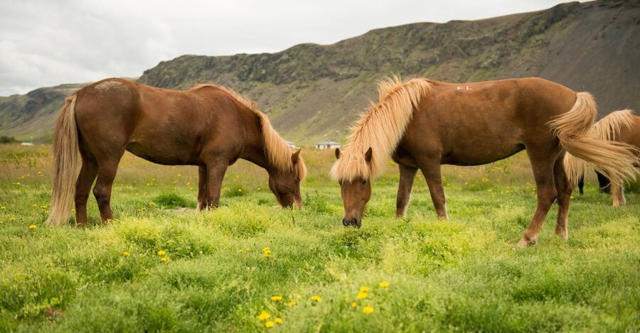 Hveragerdi: Reykjadalur (Hotspring Valley) Horse Riding Tour - Weather gear helps, but dress for Iceland