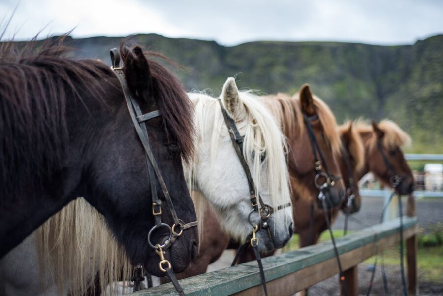 Hveragerdi: Reykjadalur (Hotspring Valley) Horse Riding Tour - How to get the most from your booking