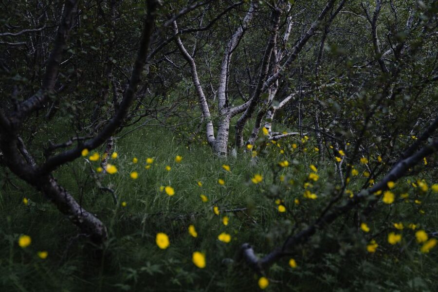 Hvolsvöllur: Private Thorsmork Guided Day Hike by Super Jeep - What the $2,070 price really means