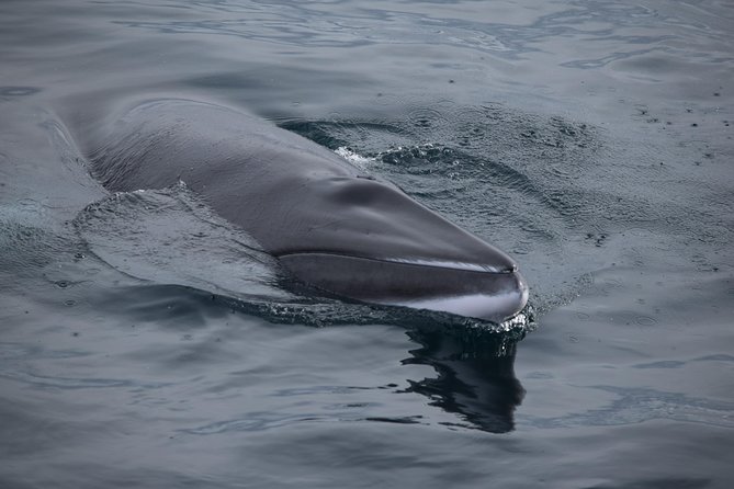 Iceland Super Saver: Northern Lights Cruise plus Whale-Watching Tour from Reykjavik - Two Reykjavik cruises, one flexible package