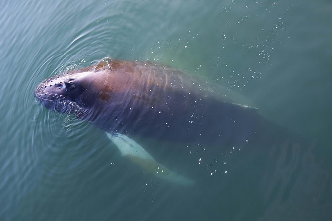 Iceland Super Saver: Northern Lights Cruise plus Whale-Watching Tour from Reykjavik - What happens when the sea is rough