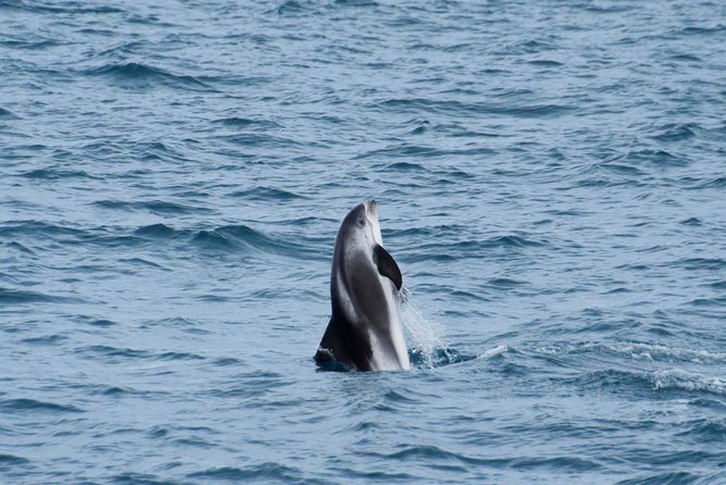 Iceland Super Saver: Northern Lights Cruise plus Whale-Watching Tour from Reykjavik - Same day or separate days?