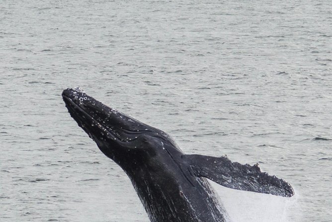 Iceland Super Saver: Northern Lights Cruise plus Whale-Watching Tour from Reykjavik - Is the $186.74 price good value?
