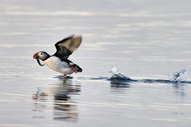 Iceland Super Saver: Puffin Cruise plus Whale-Watching Tour from Reykjavik - Two Iceland wildlife trips, one practical package