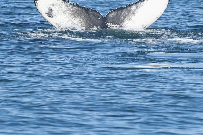 Iceland Super Saver: Puffin Cruise plus Whale-Watching Tour from Reykjavik - What the guides add to the day