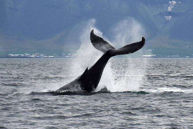 Iceland Super Saver: Puffin Cruise plus Whale-Watching Tour from Reykjavik - The real value of the $156.19 price